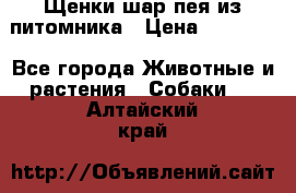 Щенки шар-пея из питомника › Цена ­ 15 000 - Все города Животные и растения » Собаки   . Алтайский край